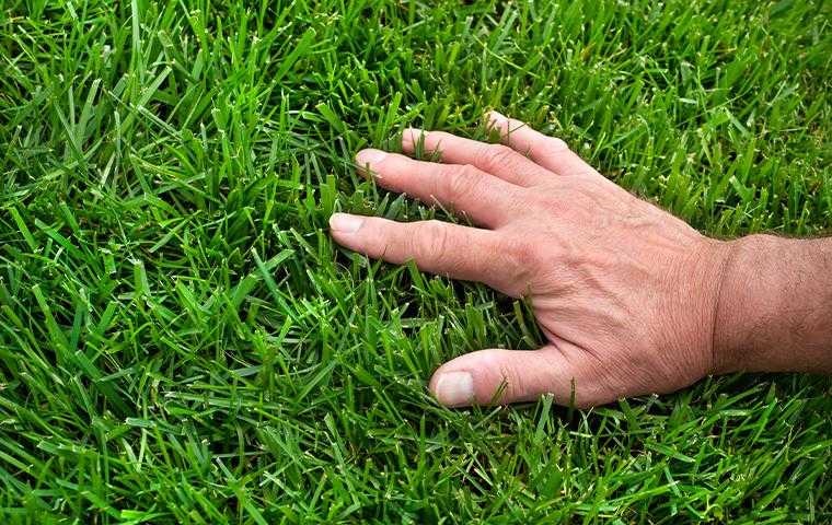a hand inspecting grass in tucson arizona