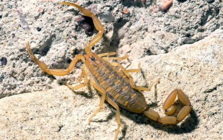 a scorpion on rocks in tucson arizona