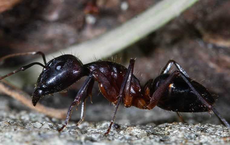 a black ant  in tucson arizona