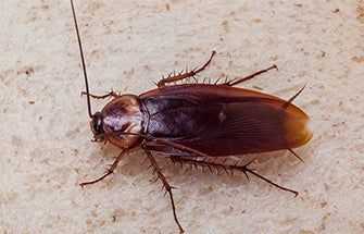 an american cockroach in tucson arizona